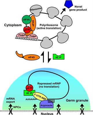 Regulation of Germ Cell mRNPs by eIF4E:4EIP Complexes: Multiple Mechanisms, One Goal